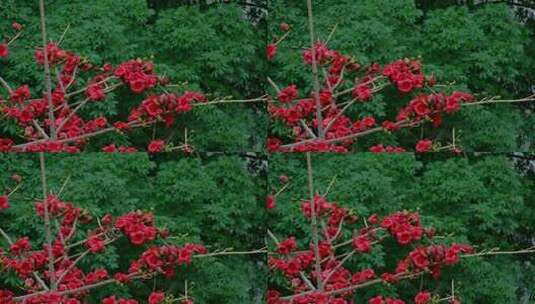 木棉花 树枝上的小鸟高清在线视频素材下载