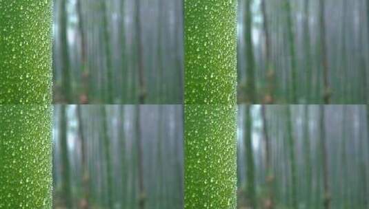竹林雨景 竹竿上的雨珠特写高清在线视频素材下载