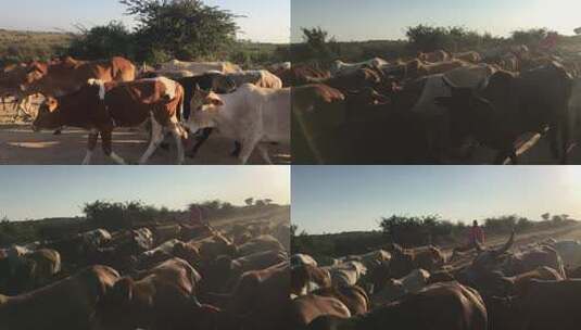 非洲牧牛高清在线视频素材下载
