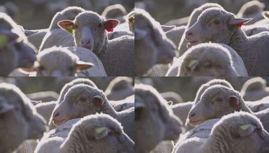 绵羊养殖高清在线视频素材下载