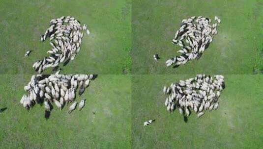 航拍一群绵羊在吃草高清在线视频素材下载