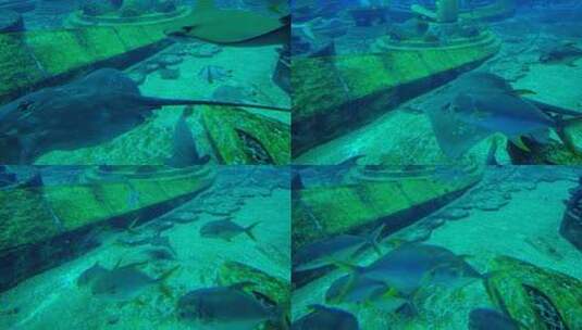 魔鬼鱼 鳐鱼 海洋馆 水族馆 海底世界高清在线视频素材下载
