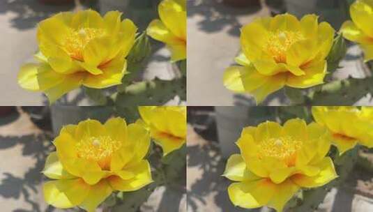 盛开的仙人掌花朵高清在线视频素材下载
