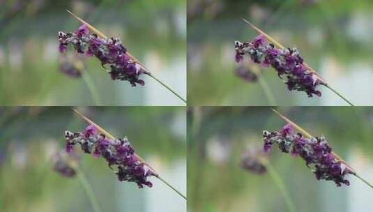 再力花 水竹芋 水莲蕉 塔利亚 紫色花朵高清在线视频素材下载