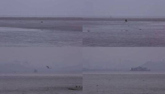 S鸟在湿地飞行高清在线视频素材下载
