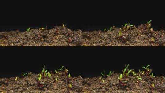 种子萌发延时高清在线视频素材下载