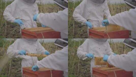 检查蜜蜂近景高清在线视频素材下载