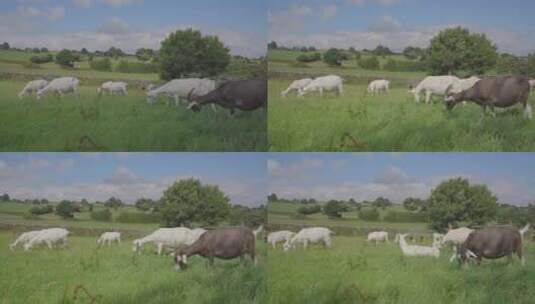 晴天大草原群山羊休闲吃草高清在线视频素材下载
