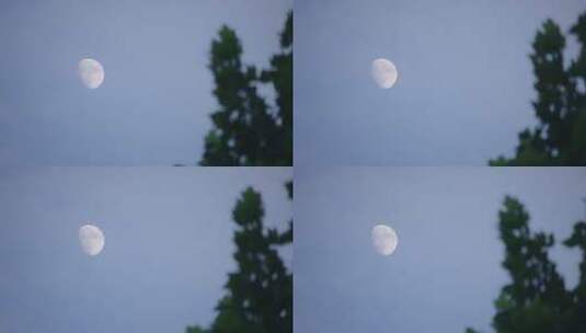 月上树梢头月色氛围高清在线视频素材下载