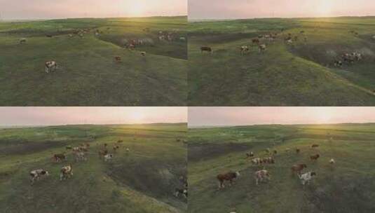 航拍夕阳下大草原牧场牛群高清在线视频素材下载