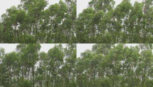 台风森林狂风暴雨风吹树林风吹雨打树木下雨高清在线视频素材下载