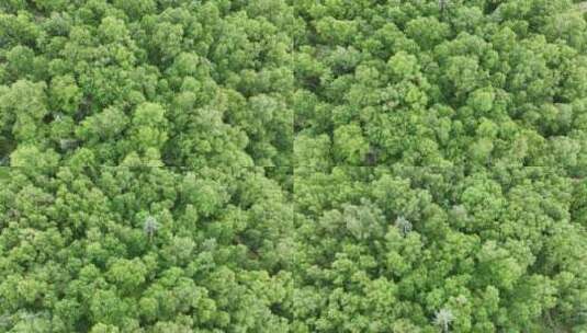 绿色环保原始森林树林自然风光4K航拍高清在线视频素材下载