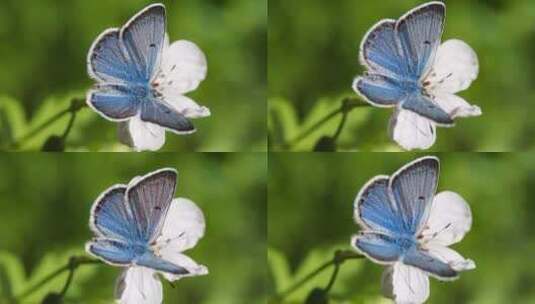 蝴蝶大自然自然动物昆虫翅膀蝴蝶动物大自然高清在线视频素材下载