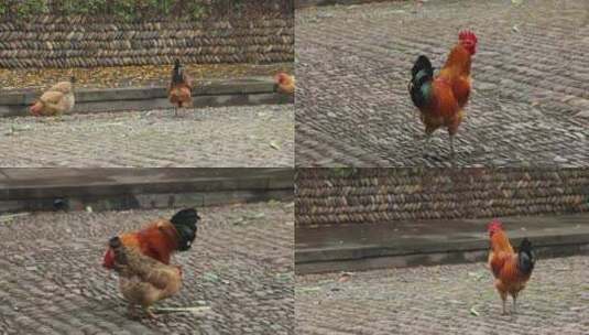 浙江杭州龙门古镇寺庙的公鸡4K实拍视频高清在线视频素材下载