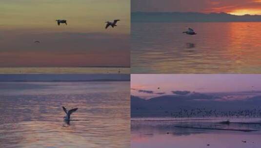4K海边的海鸟高清在线视频素材下载