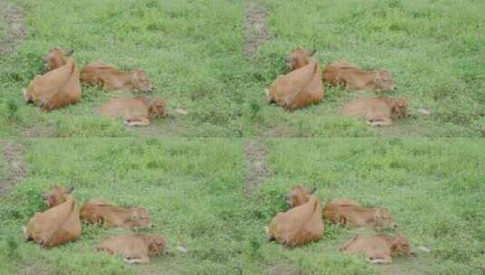 草原上的黄牛在休息和反刍高清在线视频素材下载