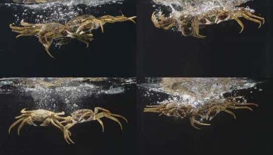 实拍螃蟹大闸蟹入水高清在线视频素材下载
