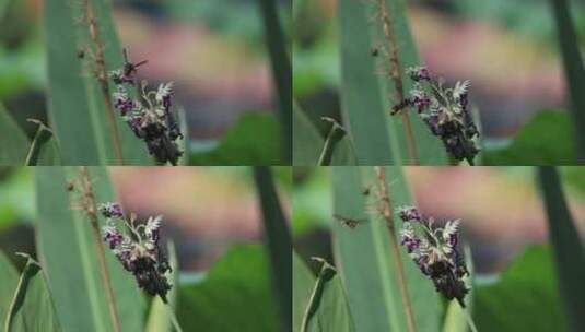 蜜蜂 昆虫 蜜蜂采蜜  纪律片 宣传片 素材高清在线视频素材下载