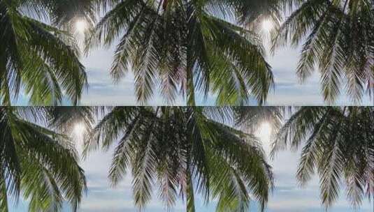 椰子树、海边、夏天高清在线视频素材下载