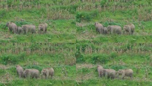 野生亚洲象实拍高清在线视频素材下载