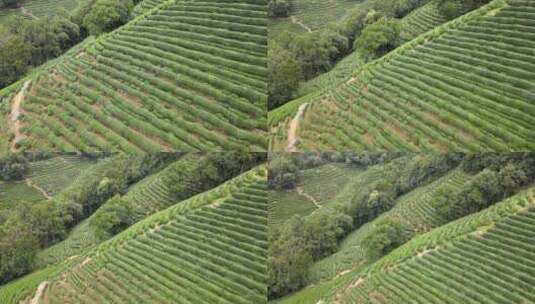 茶叶茶山采茶茶园茶叶红茶绿茶春茶茶叶茶高清在线视频素材下载