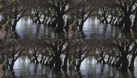 水上树林森林湖水湿地公园高清在线视频素材下载