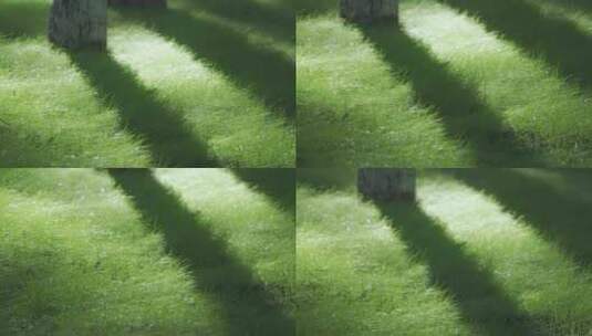 夏天阳光树叶夏天自然空镜高清在线视频素材下载