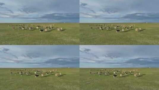 航拍呼伦贝尔秋天的草原牛群羊群265高清在线视频素材下载