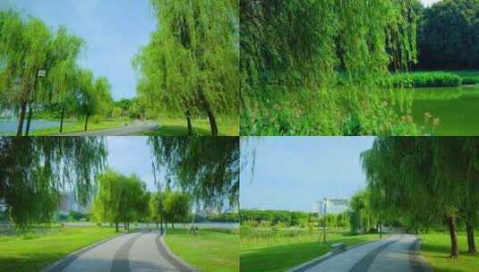 南宁南湖公园湖边柳树随风摆动合集高清在线视频素材下载