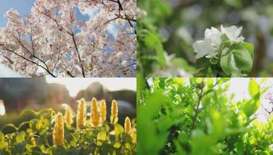 花朵春天唯美阳光蜜蜂草地清晨小清新花儿高清在线视频素材下载