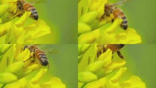 微距特写蜜蜂采蜜头伸进花心绒毛清晰授粉高清在线视频素材下载