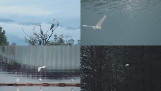 东湖候鸟 白鹭 苍鹭 云雾缭绕 湖堤高清在线视频素材下载