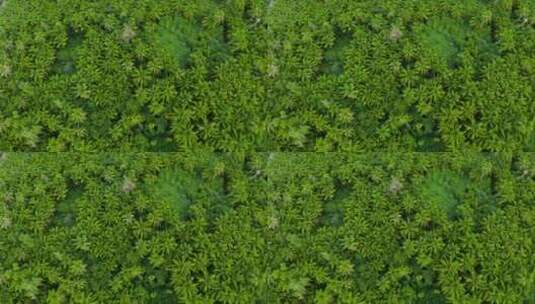 热带植物，海南椰树林高清在线视频素材下载