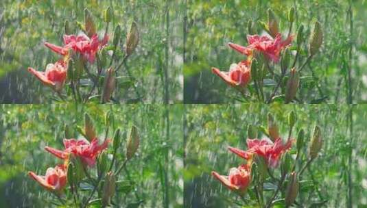 雨滴落在百合花的花瓣上高清在线视频素材下载