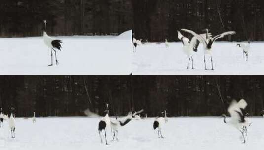 丹顶鹤飞翔，雪中漫步，跳舞 (3)高清在线视频素材下载