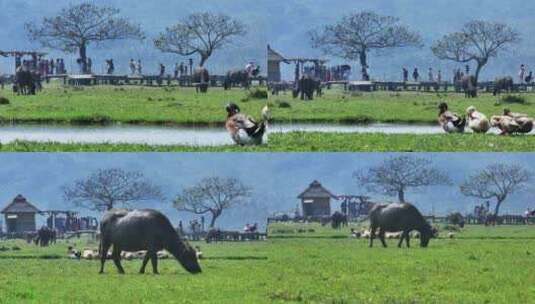 海南农田里的水牛吃草高清在线视频素材下载