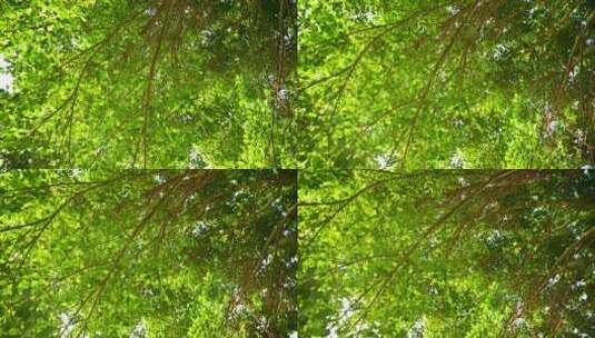 春天阳光下树木绿色枝叶特写高清在线视频素材下载