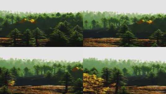有茂密树冠的风景森林高清在线视频素材下载