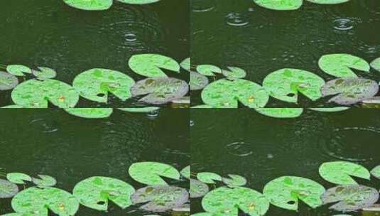 夏季下雨天荷叶雨滴水滴水珠特写高清在线视频素材下载