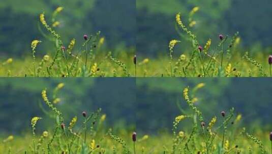 夏季高山草甸绿色植物野花高清在线视频素材下载