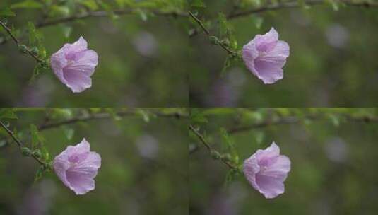 木槿花特写高清在线视频素材下载