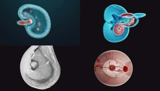 卵巢生殖系统高清在线视频素材下载