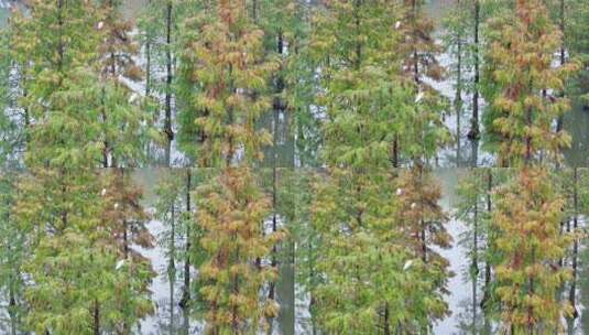 青西郊野公园 上海秋天 水杉高清在线视频素材下载