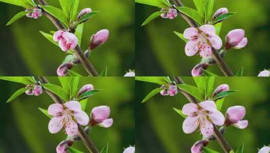 桃花60帧-4高清在线视频素材下载