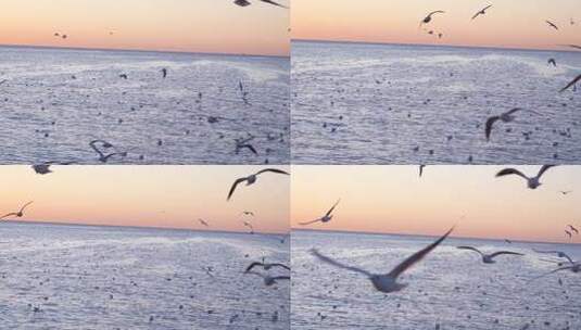 海鸥 海边 海平线 日出 群鸟 大海高清在线视频素材下载