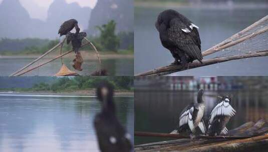 桂林阳朔竹筏上的鱼鹰鸬鹚高清在线视频素材下载