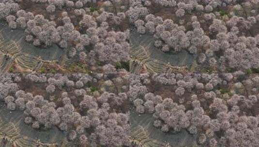 中国广东省广州市从化区广州流溪东星村梅花高清在线视频素材下载