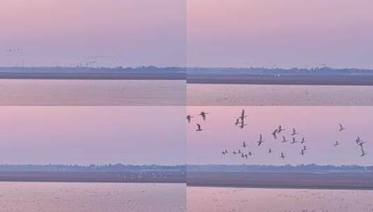 鄱阳湖湿地候鸟自然风光高清在线视频素材下载