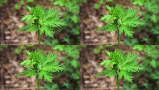 特写艾草植物高清在线视频素材下载