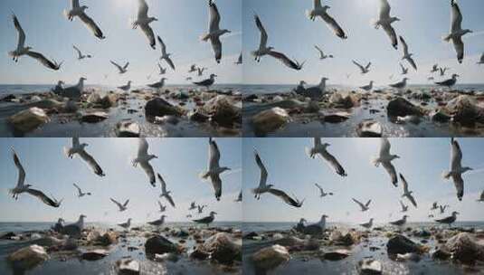 海面上海鸥与垃圾场景高清在线视频素材下载